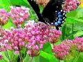 EWeiss Butterfly 09 21 2014 15x9dot7 Small