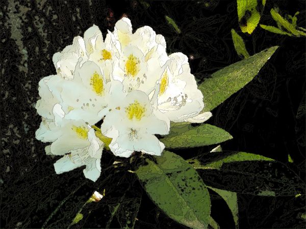 EWeiss WhiteRhody10x7half3June2014