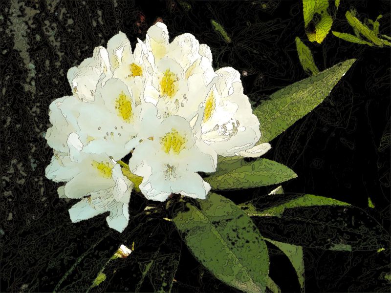 EWeiss WhiteRhody10x7half3June2014